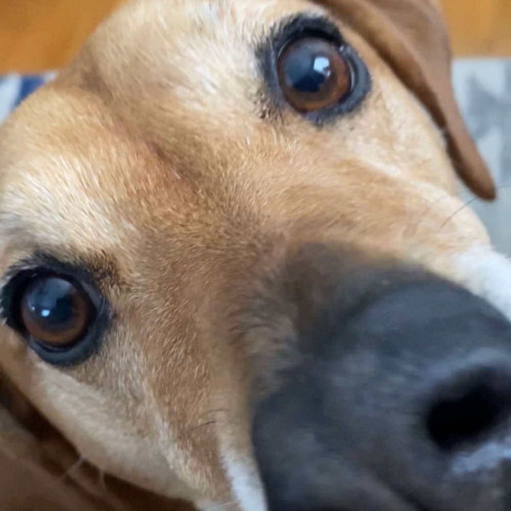 Meet your Posher, Lynette